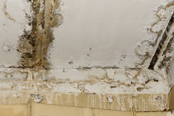 Mold Odor Removal Services in London, OH